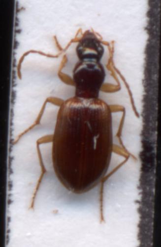 Réf. 1 504 : Oxypselaphus obscurus