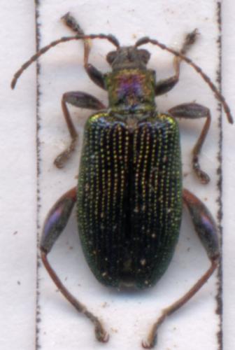 Donacia versicolorea