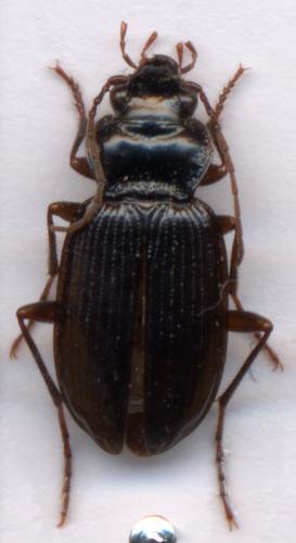 Réf. 1 458 : Nebria sp.