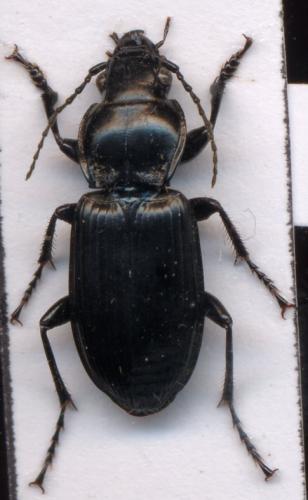 Réf. 1 454 : Pterostichus melanarius