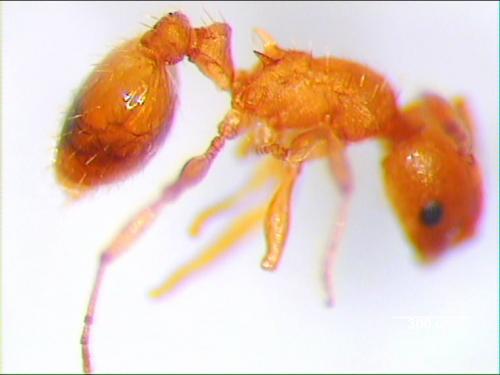 Réf. 1 274 : Temnothorax sp.