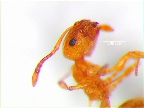 Réf. 1 275 : Temnothorax sp.