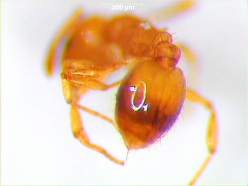 Réf. 1 276 : Temnothorax sp.