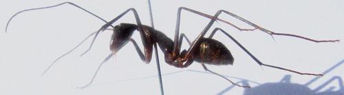 Camponotus ager