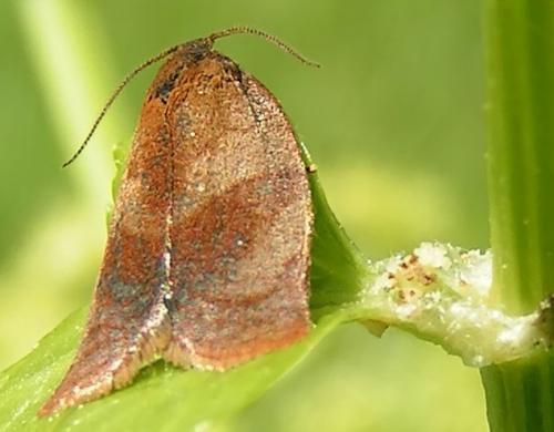 Réf. 1 202 : Cacoecimorpha pronubana