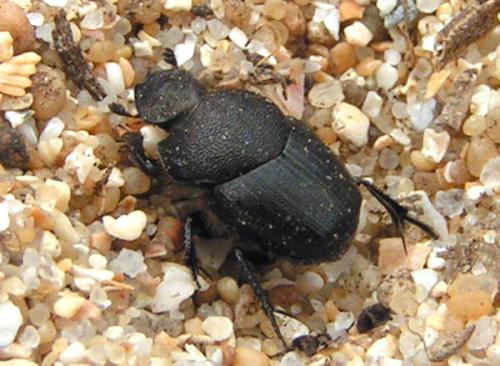 Onthophagus emarginatus