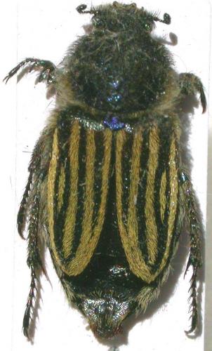 Eulasia vittata