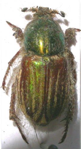 Glaphyrus micans