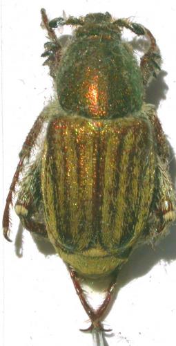 Glaphyrus micans