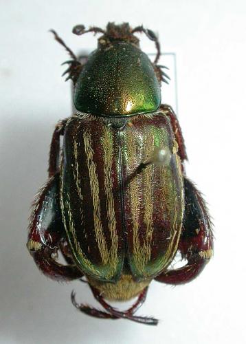 Glaphyrus opulentus