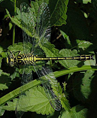 Stylurus flavipes