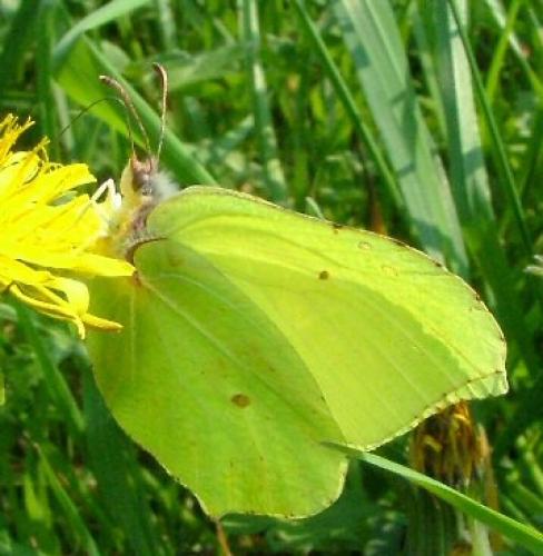 Gonepteryx rhamni