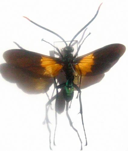 Pepsis atripennis
