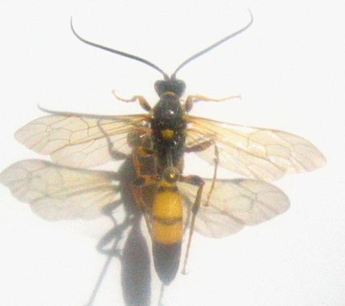 Réf. 1 802 : Ichneumon xanthorius