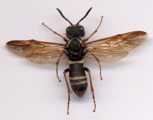 Tenthredo (marginella-omissa-thompsoni)