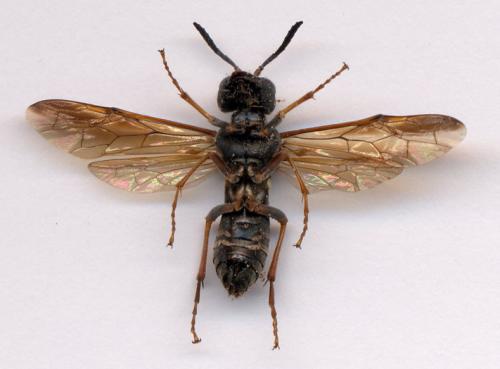 Tenthredo (marginella-omissa-thompsoni)