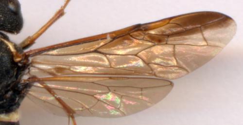 Tenthredo (marginella-omissa-thompsoni)