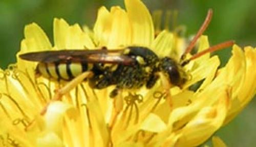 Nomada sp.