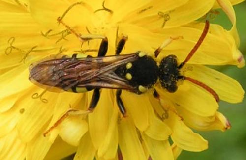 Nomada sp.