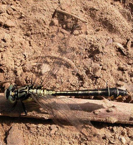 Réf. 1 381 : Gomphus vulgatissimus