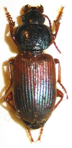 Réf. 1 281 : Gynandromorphus etruscus