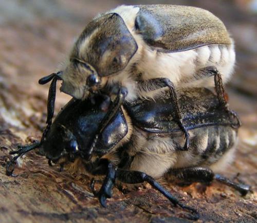 Anoxia villosa