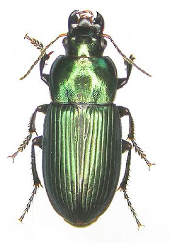 Harpalus cupreus