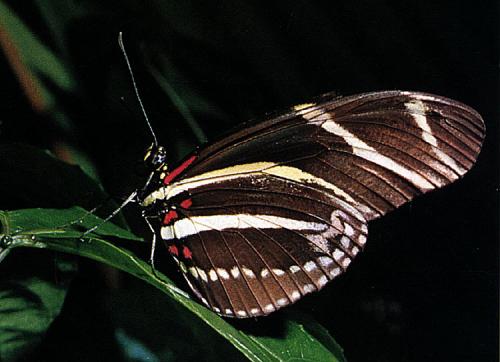 Heliconius charithonia