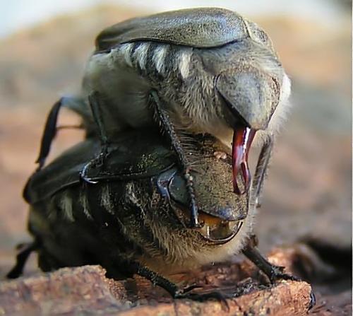 Anoxia villosa