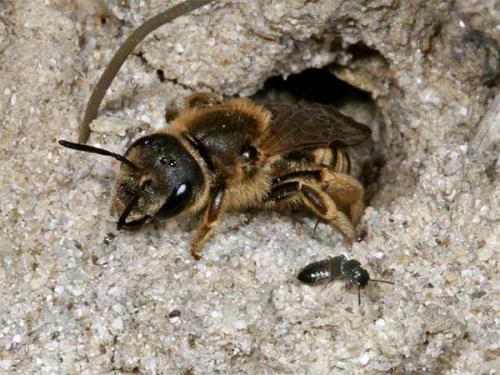 Réf. 1 659 : Halictus sp.