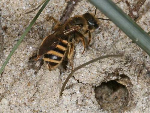 Réf. 1 662 : Halictus sp.