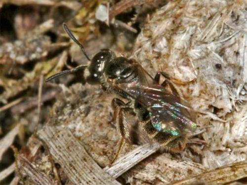 Halictus sp.