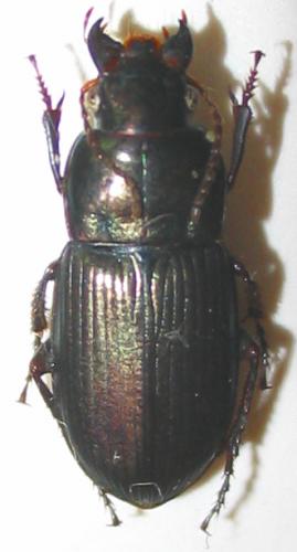 Harpalus cupreus