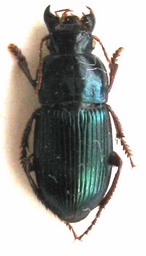 Harpalus rubripes