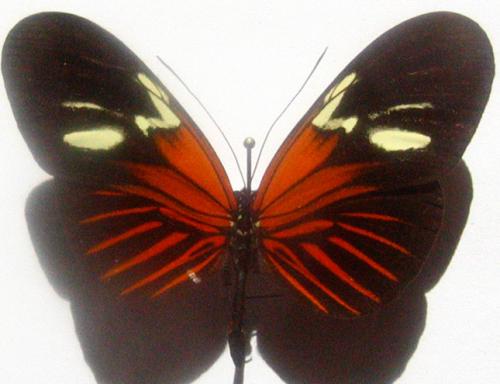 Réf. 1 824 : Heliconius erato leda