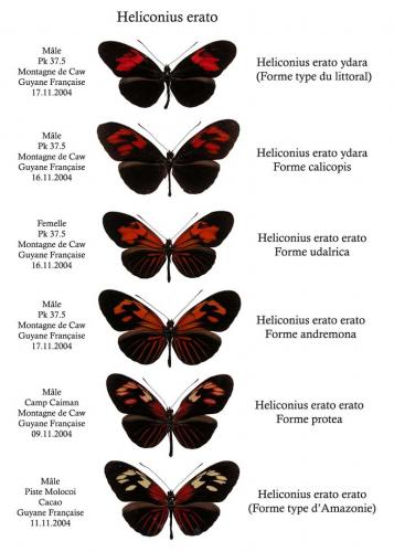 Réf. 1 863 : Heliconius erato erato