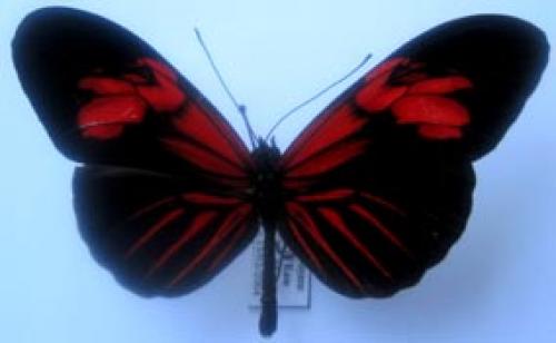 Réf. 1 723 : Heliconius erato erato