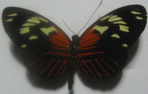 Heliconius elevatus bari