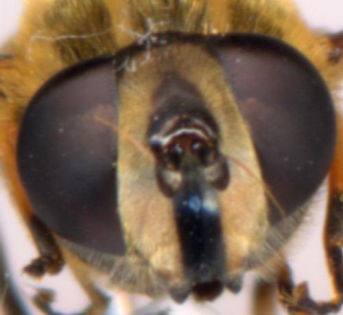 Helophilus pendulus