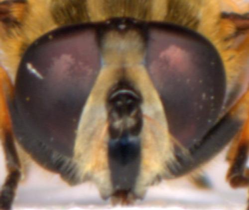 Helophilus pendulus