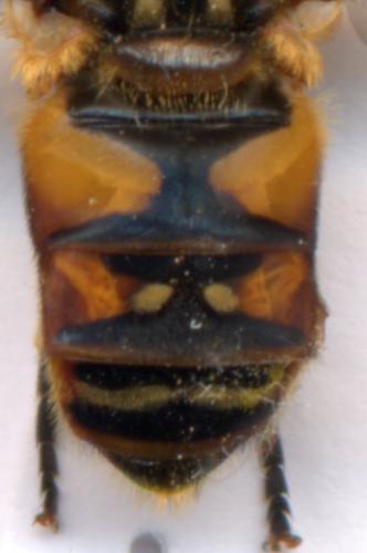 Helophilus pendulus