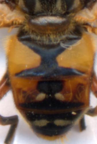 Helophilus pendulus