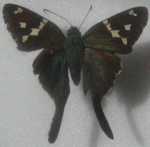 Urbanus proteus