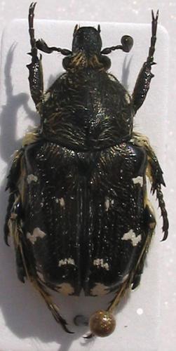 Heterocnemis graeca