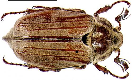 Melolontha hippocastani