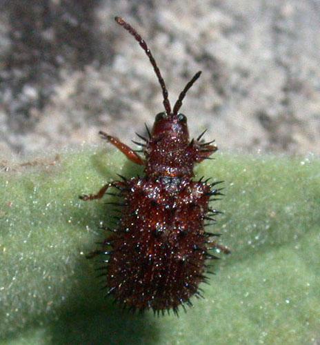 Réf. 1 044 : Dicladispa testacea