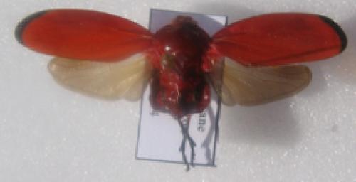 Baetkia compressa
