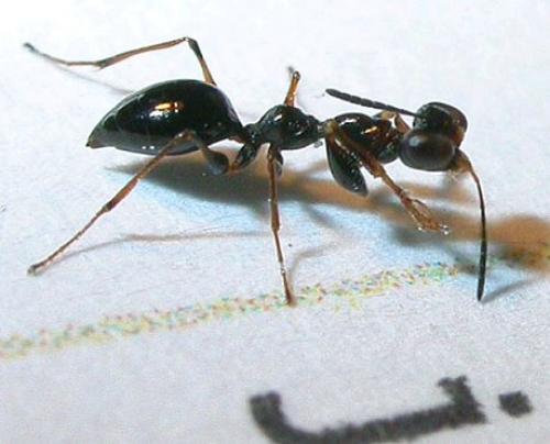 Gonatopus sp.