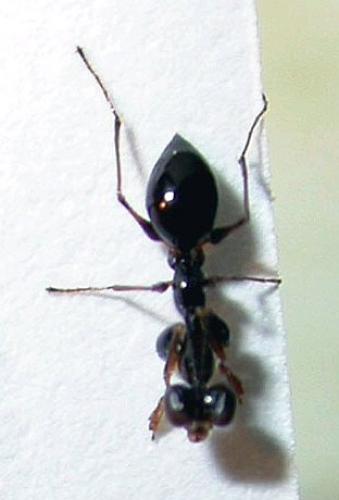 Gonatopus sp.