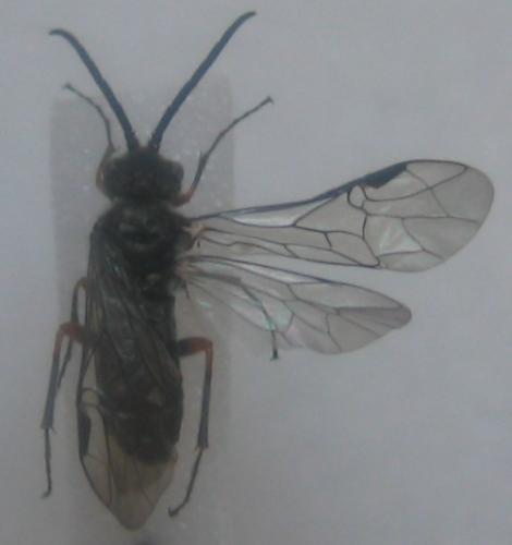Dolerus sp.